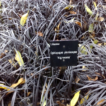22092008 Mondo Grass Ophiogon planiscapus 'Nigrescens'