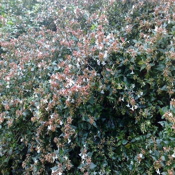 06102008 Abelia Abelia grandiflora (shrub) (2)