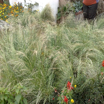 06102008 Feather Grass Stipa tenuissima (grass perennial) (2)