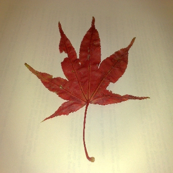 25102008 Japanese Maple Acer palmatum 'Osakazuki' leaf