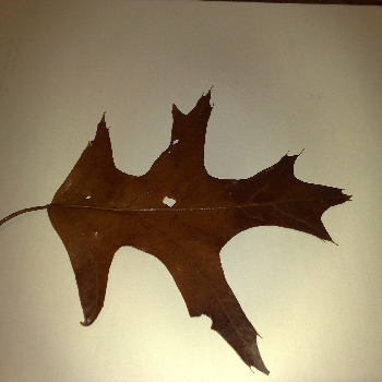 25102008 Scarlet Oak Quercus coccinea leaf 