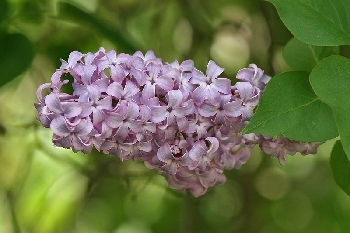 05012009 Lilac Syringa vulgaris (flower)