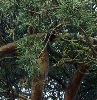26012009 Scots Pine Pinus sylvestris (detail)