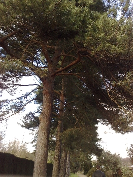 26012009 Scots Pine Pinus sylvestris