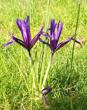 160309 - Iris reticulata - DWARF IRIS