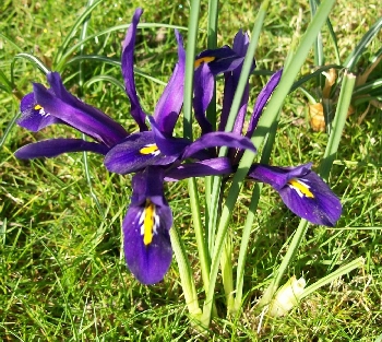 160309 - Iris reticulata DWARF IRIS (2)