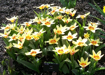 160309 - Tulipa 'Corona' - TULIP (2)