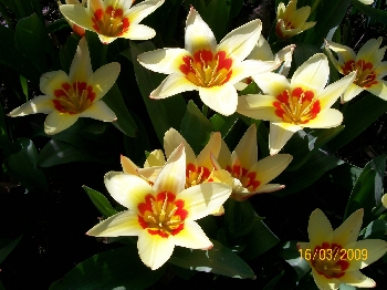 160309 - Tulipa 'Corona' - TULIP (3)