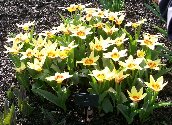 160309 - Tulipa 'Corona' - TULIP