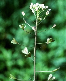 Capsella bursa-pastoris - (detail)