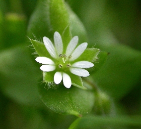 Stellaria media (flower)