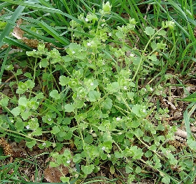 Veronica hederifolia -  IVY-LEAVED SPEEDWELL