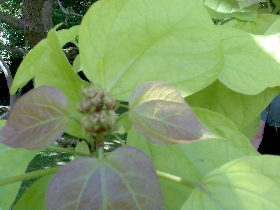 Catalpa bignoniodies - INDIAN BEAN TREE (leaf)