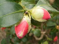 Camellia japonica (leaves and buds)