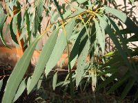 Eucalyptus coccifera (leaves)
