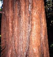 Metasequoia glyptostroboides (bark)