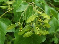 Acer campestre (seeds)