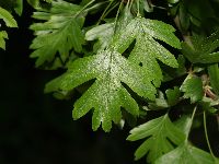 Crataegus monogyna (leaves)