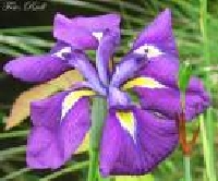 05102009 Iris laevigata 'Variegata' (flower.)