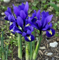 Iris reticulata - DWARF IRIS