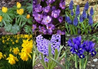 Week 22 : Spring Bulbs