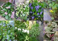 Week 25 : Spring Herbaceous (April Interest)