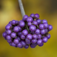 05102009 Callicarpa bodinieri (berries)