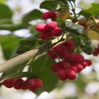 05102009 Euonymus europaeus 'Red Cascade' (berries)