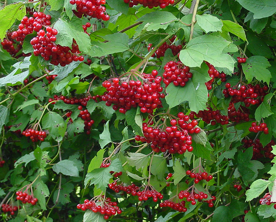 [Resim: Viburnum%20opulus%20(berries).jpg]