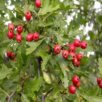 Crataegus monogyna (berries)