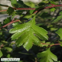 Crataegus monogyna (leaf)