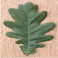 Quercus robur (leaf)