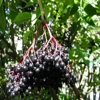 Sambucus nigra (berries)