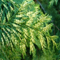 Thuja plicata 'Zebrina' (leaf)