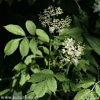 sambucus nigra (flowers)